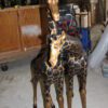 Pair of Giraffes Bronze Statues -  Size: 32"L x 12"W x 55"H.