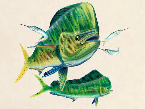 Limited Edition Mahi After Fly Digital Painting / Giclee Prints / Fly  Fishing Artwork / Offshore Blue Fish Saltwater Art / The Bonnie Fly